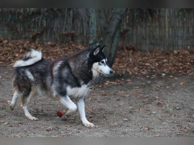 Kati, auf PS in 22043 Hamburg,  möchte ihr Herz verschenken