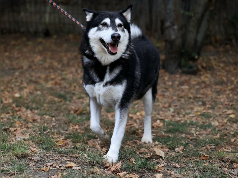 Kati, auf PS in 22043 Hamburg,  möchte ihr Herz verschenken