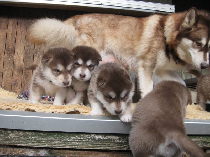 Alaskan Malamute Welpen