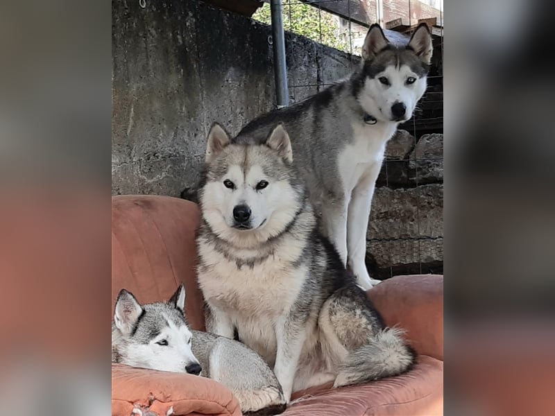 Alaskan Malamute Deckrüde