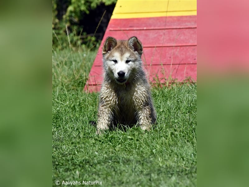 Zuchtstätte Silberglanz- C-Wurf / Alaskan Malamute Welpen - 3 Weibchen/2 Rüden