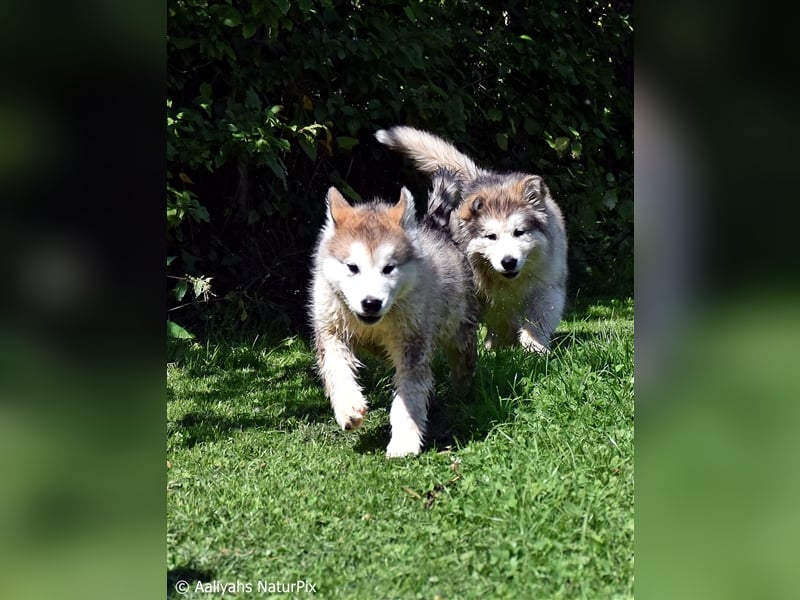 Zuchtstätte Silberglanz- C-Wurf / Alaskan Malamute Welpen - 3 Weibchen/2 Rüden