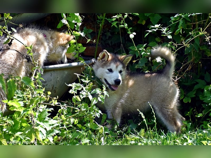 Zuchtstätte Silberglanz- C-Wurf / Alaskan Malamute Welpen - 3 Weibchen/2 Rüden