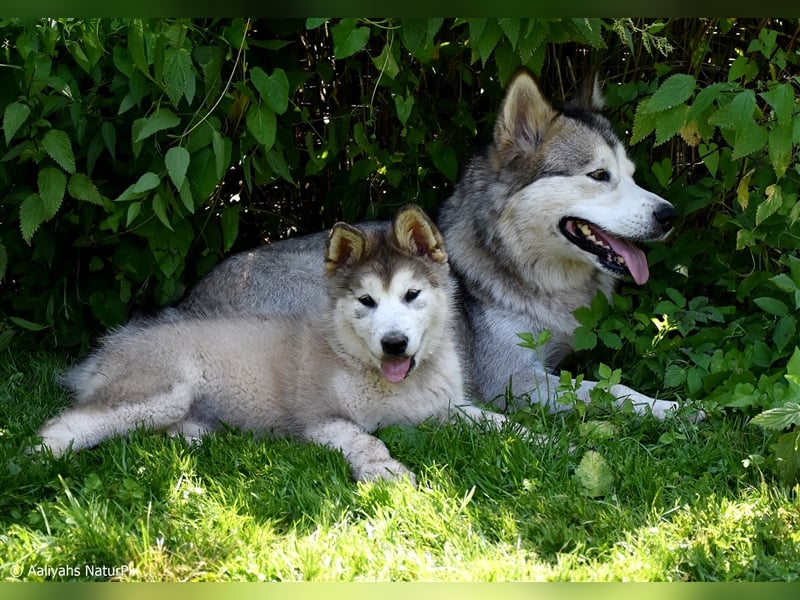 Zuchtstätte Silberglanz- C-Wurf / Alaskan Malamute Welpen - 3 Weibchen/2 Rüden