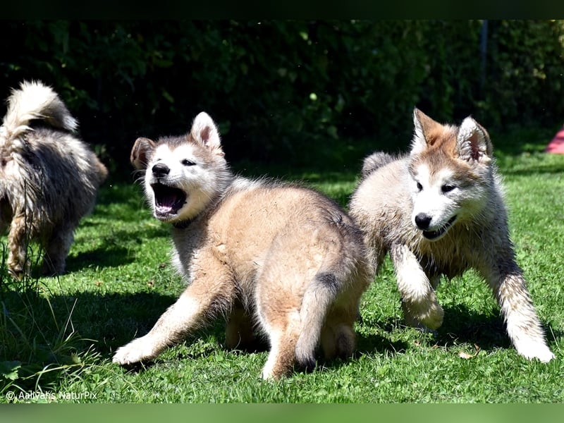 Zuchtstätte Silberglanz- C-Wurf / Alaskan Malamute Welpen - 3 Weibchen/2 Rüden