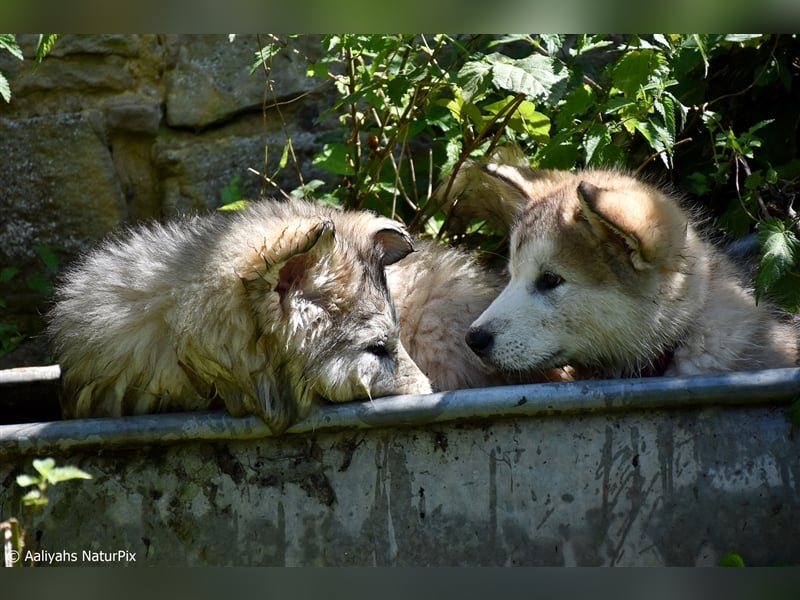 Zuchtstätte Silberglanz- C-Wurf / Alaskan Malamute Welpen - 3 Weibchen/2 Rüden