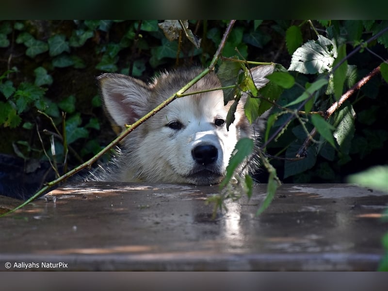 Zuchtstätte Silberglanz- C-Wurf / Alaskan Malamute Welpen - 3 Weibchen/2 Rüden