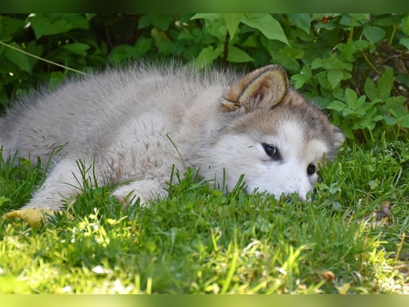 Zuchtstätte Silberglanz- C-Wurf / Alaskan Malamute Welpen - 3 Weibchen/2 Rüden