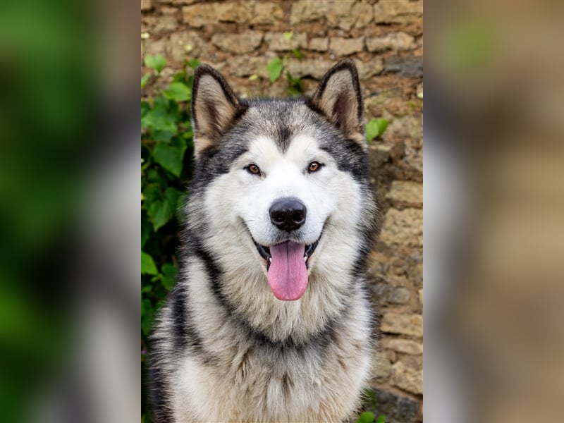 Zuchtstätte Silberglanz- C-Wurf / Alaskan Malamute Welpen - 3 Weibchen/2 Rüden