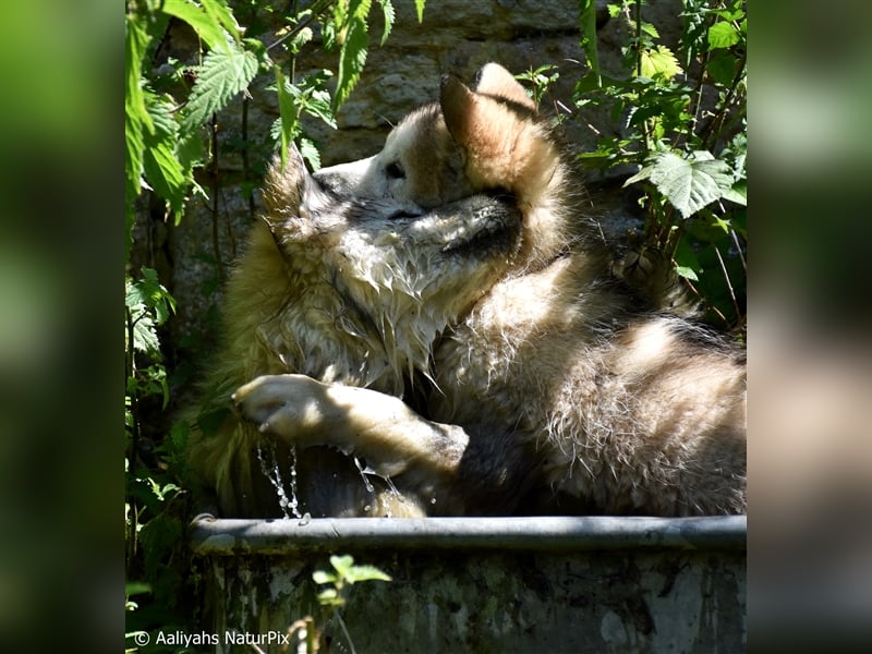 Zuchtstätte Silberglanz- C-Wurf / Alaskan Malamute Welpen - 3 Weibchen/2 Rüden