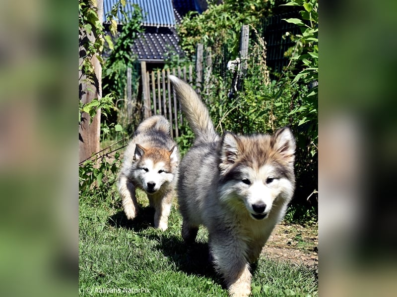 Zuchtstätte Silberglanz- C-Wurf / Alaskan Malamute Welpen - 3 Weibchen/2 Rüden