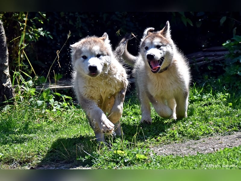 Zuchtstätte Silberglanz- C-Wurf / Alaskan Malamute Welpen - 3 Weibchen/2 Rüden