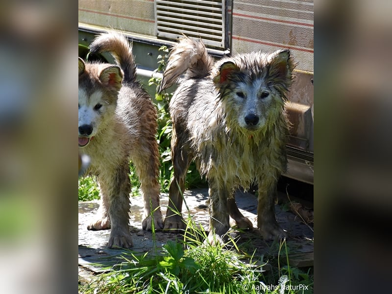 Zuchtstätte Silberglanz- C-Wurf / Alaskan Malamute Welpen - 3 Weibchen/2 Rüden