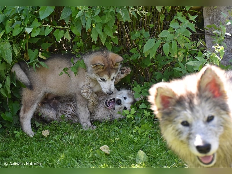 Zuchtstätte Silberglanz- C-Wurf / Alaskan Malamute Welpen - 3 Weibchen/2 Rüden