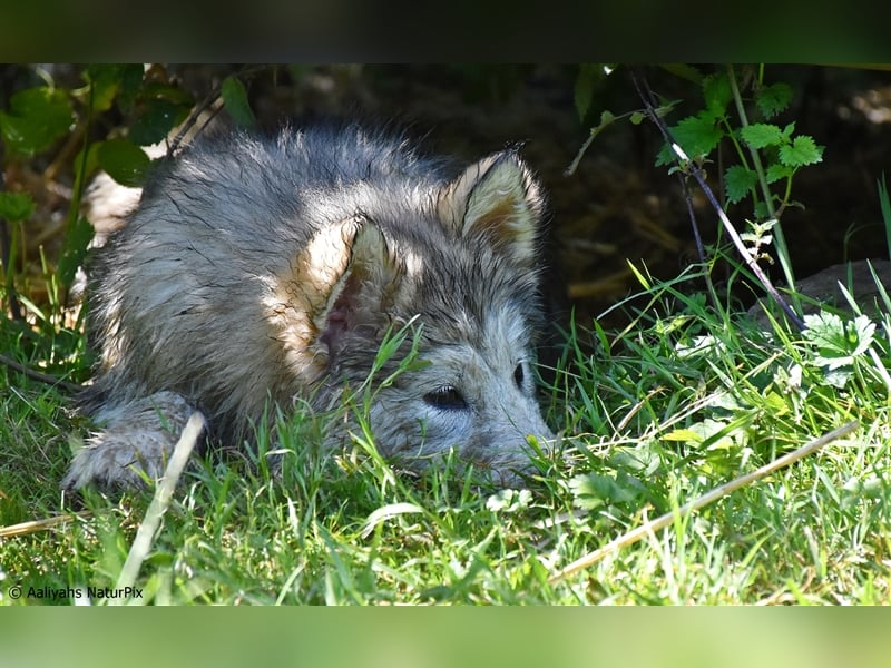 Zuchtstätte Silberglanz- C-Wurf / Alaskan Malamute Welpen - 3 Weibchen/2 Rüden