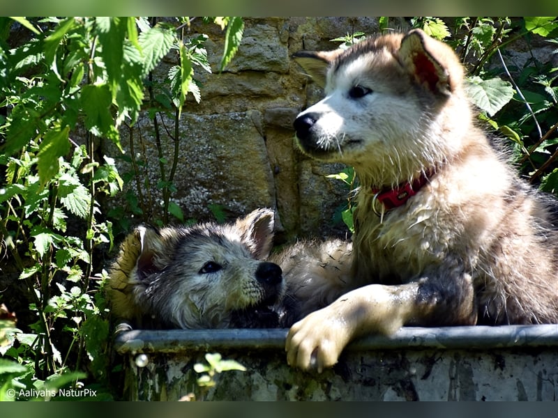 Zuchtstätte Silberglanz- C-Wurf / Alaskan Malamute Welpen - 3 Weibchen/2 Rüden