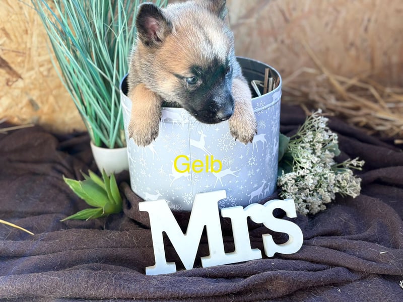 Malamute Malinois welpen