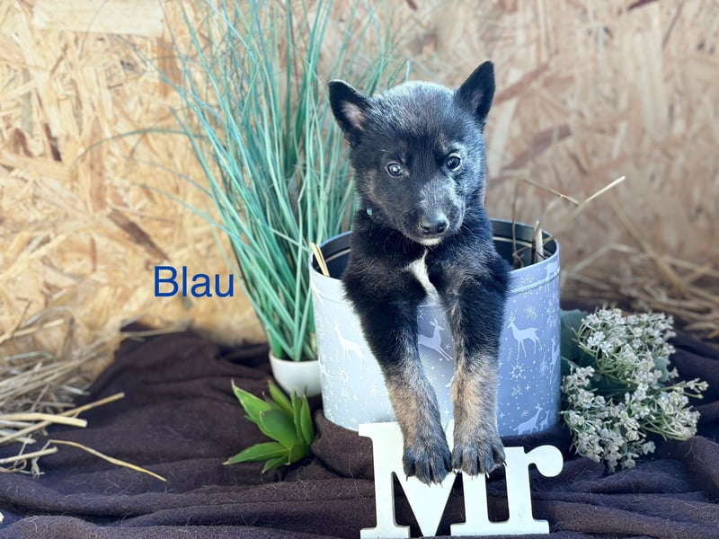 Malamute Malinois welpen