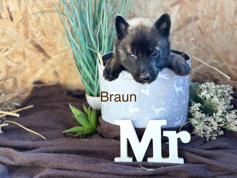 Malamute Malinois welpen