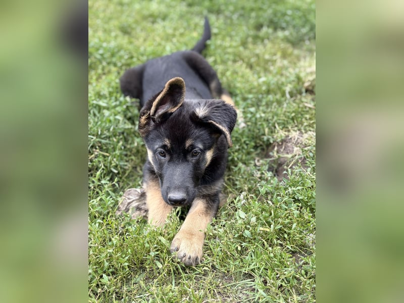 Malamute Malinois welpen