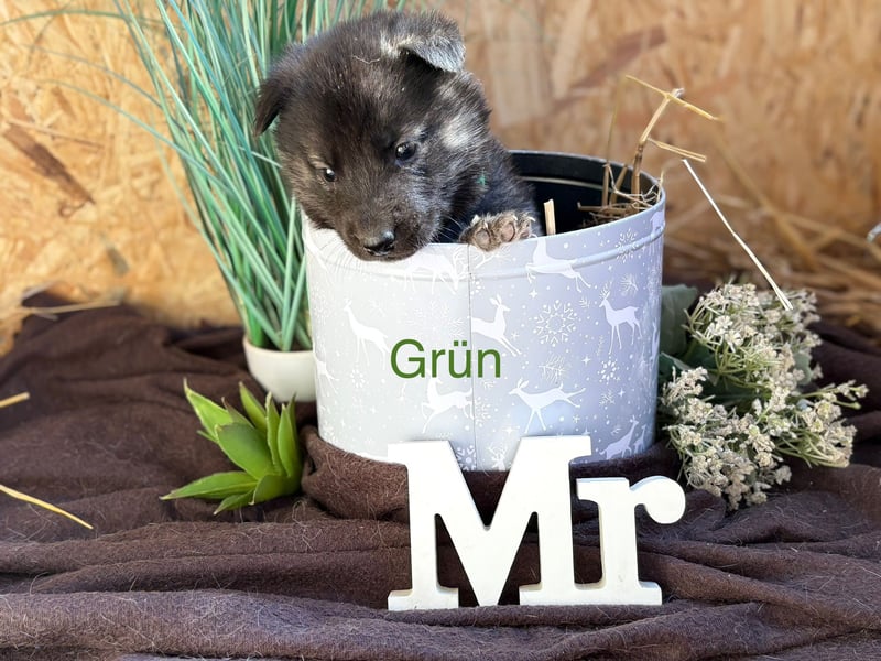 Malamute Malinois welpen