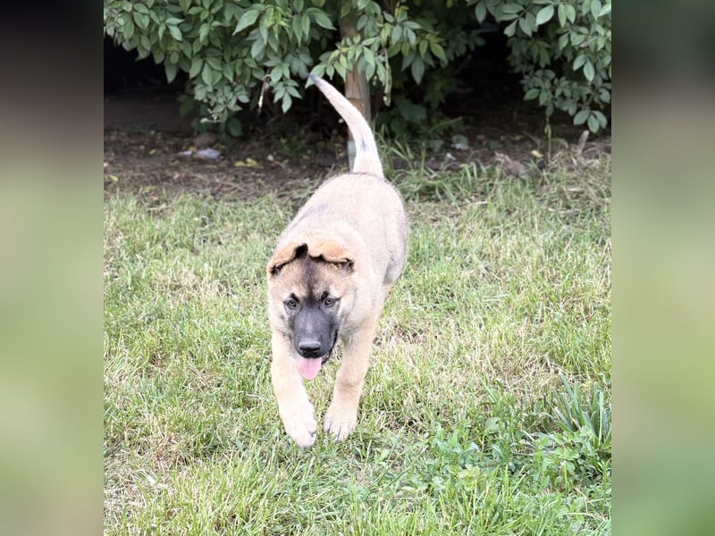 Malamute Malinois welpen