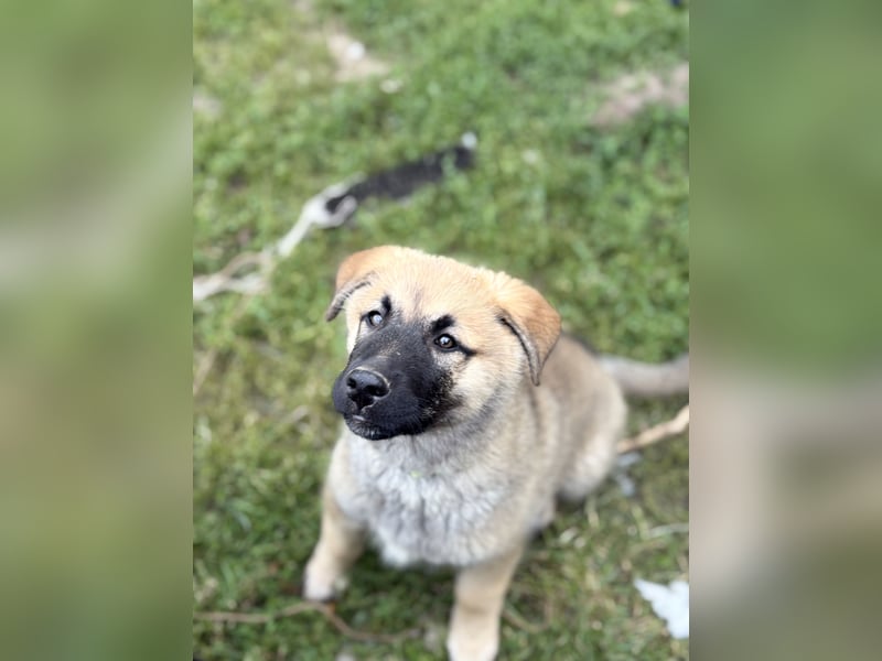 Malamute Malinois welpen