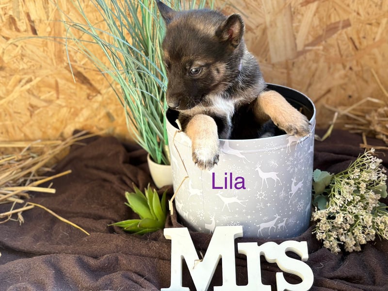Malamute Malinois welpen