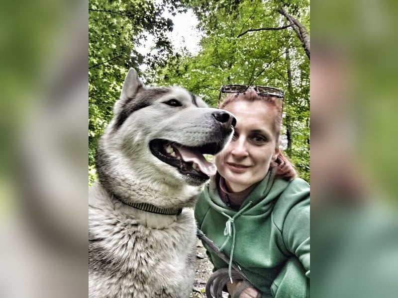 WOLFI ca. 5 J. Malamutmixrüde, kraftvoll und sportlich