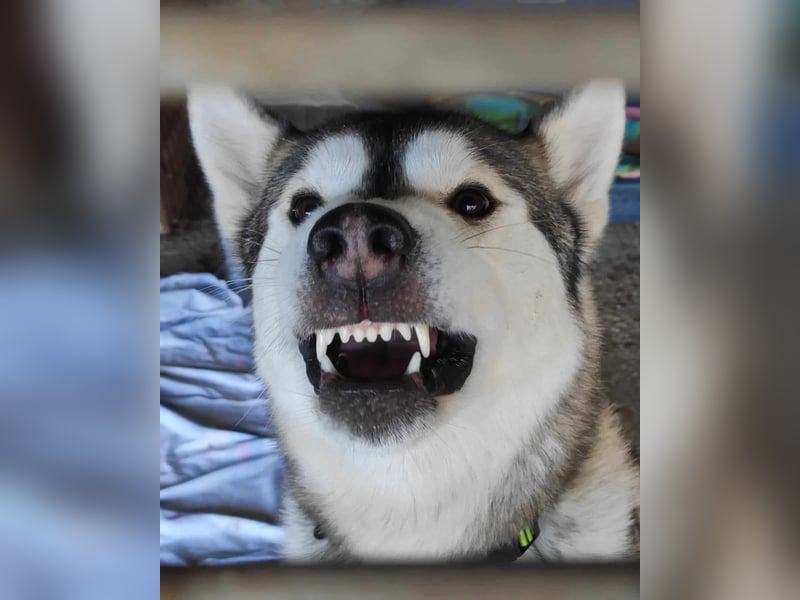 WOLFI ca. 5 J. Malamutmixrüde, kraftvoll und sportlich