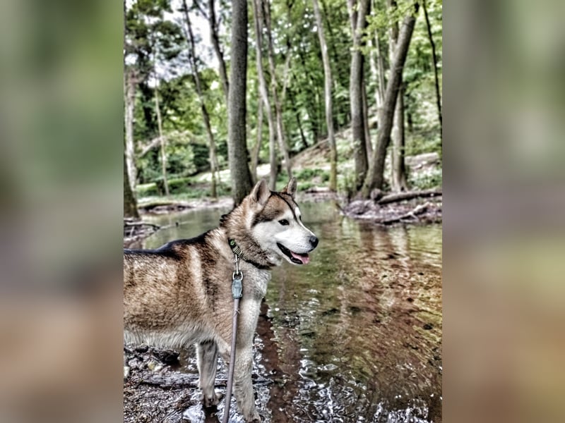 WOLFI ca. 5 J. Malamutmixrüde, kraftvoll und sportlich