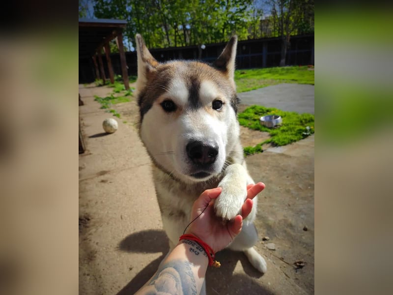 WOLFI ca. 5 J. Malamutmixrüde, kraftvoll und sportlich