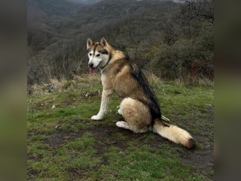 WOLFI ca. 5 J. Malamutmixrüde, kraftvoll und sportlich