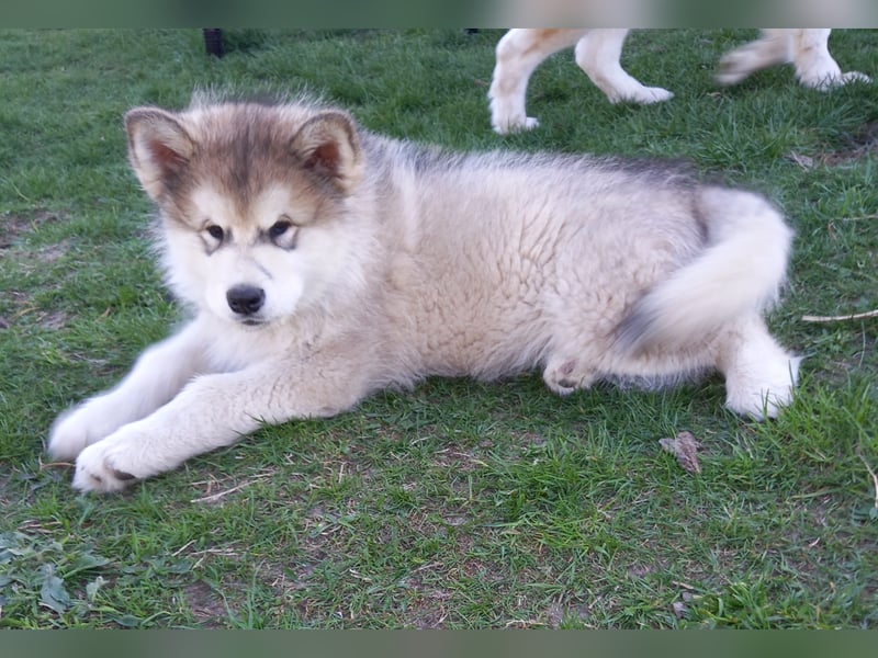 ALASKAN MALAMUTE WURF D