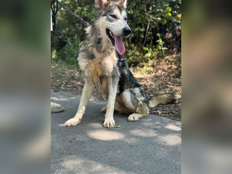 Kody, freut sich auf eine aktive Familie