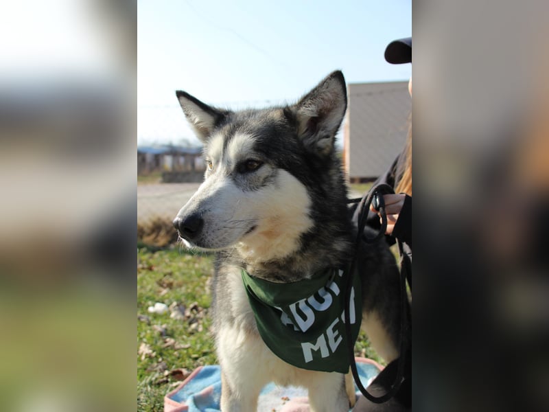 Kody, freut sich auf eine aktive Familie