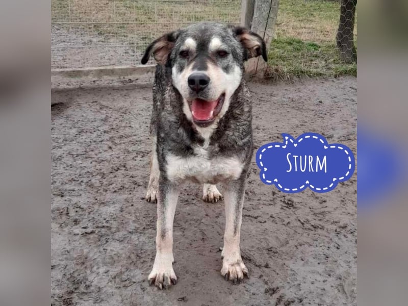 Sturm ein großer Rüde