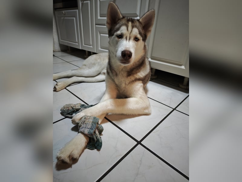Husky Malamute Mix