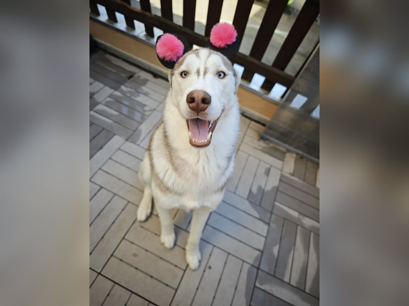 Husky Malamute Mix