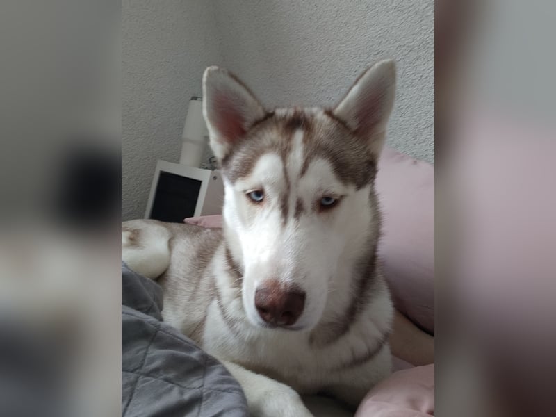 Husky Malamute Mix