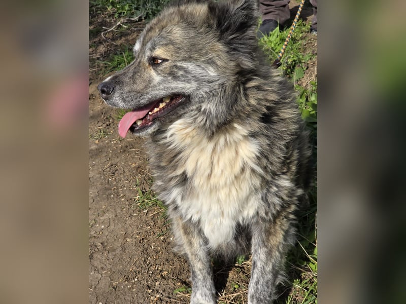 Lupo, ruhiger und ausgeglichener Rüce