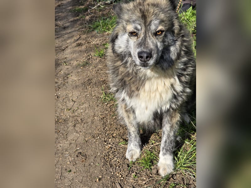 Lupo, ruhiger und ausgeglichener Rüce