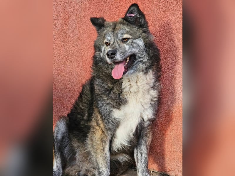 Lupo, ruhiger und ausgeglichener Rüce