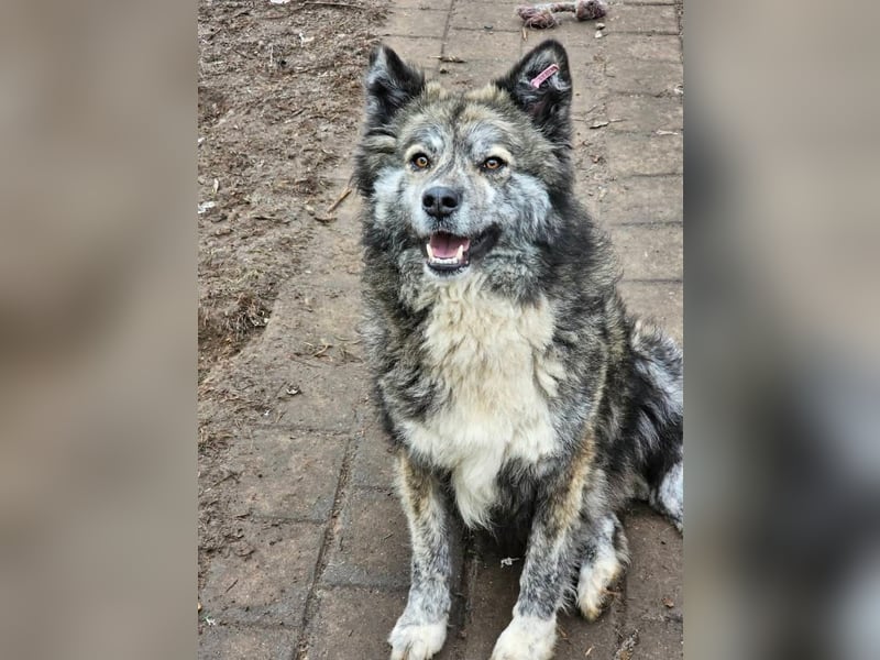 Lupo, ruhiger und ausgeglichener Rüce