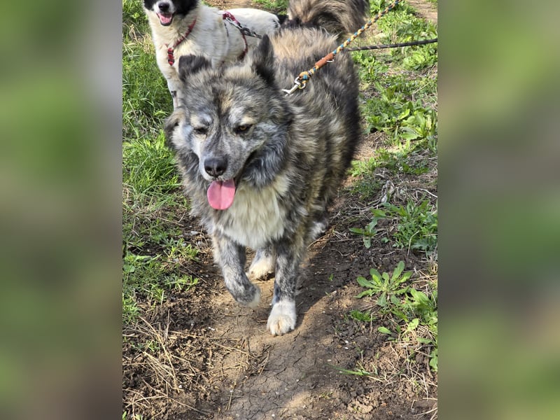 Lupo, ruhiger und ausgeglichener Rüce