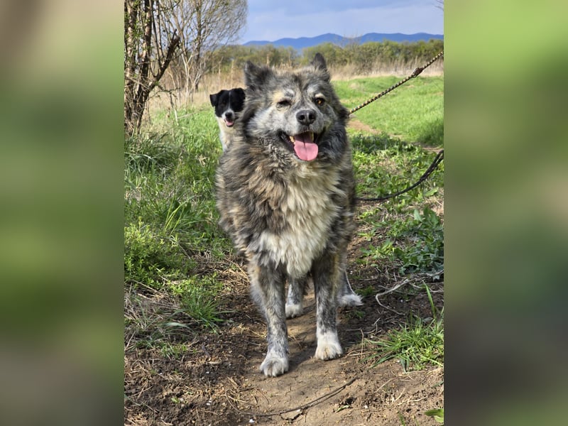 Lupo, ruhiger und ausgeglichener Rüce