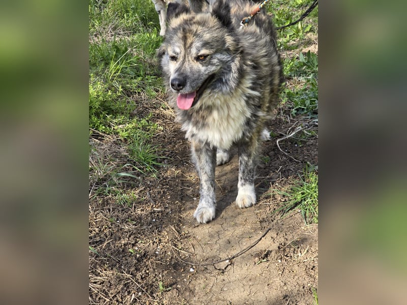 Lupo, ruhiger und ausgeglichener Rüce