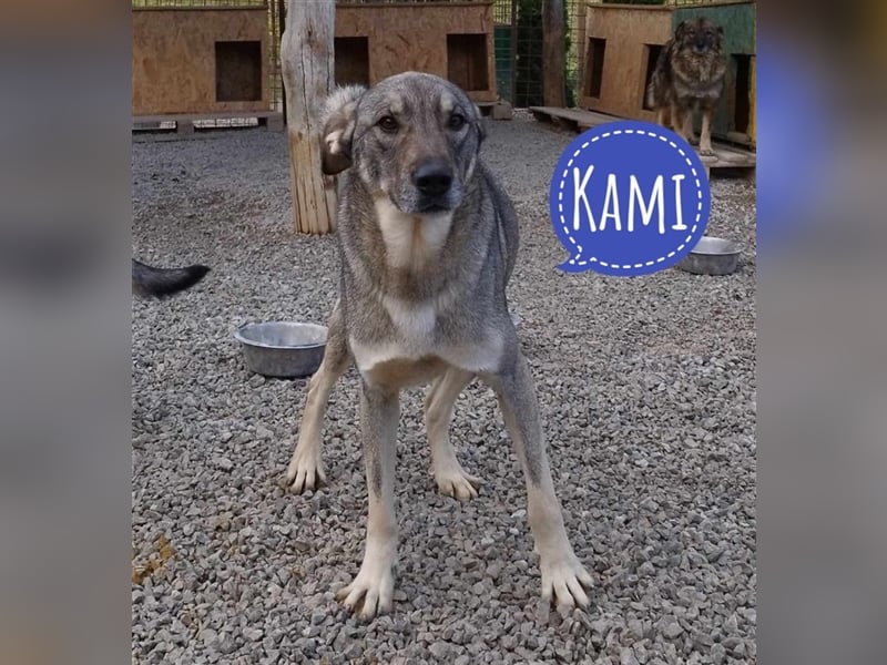 Kami ein zarter Rüde