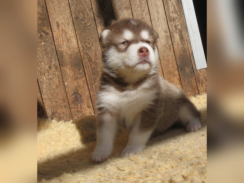 Alaskan Malamute Welpen