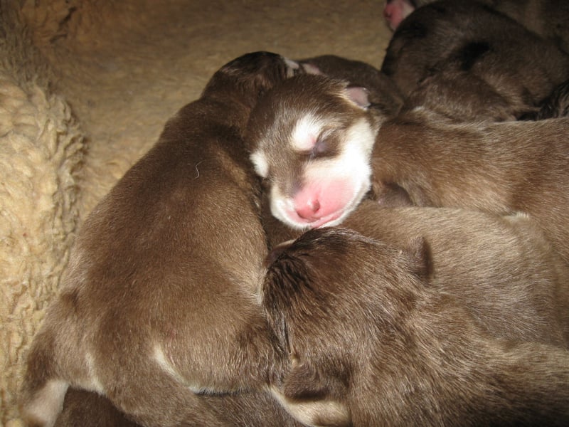 Alaskan Malamute Welpen